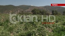 Aksion antidrogë në Fushë-Krujë/Asgjësohen 6 mijë bimë kanabis, 4 në pranga