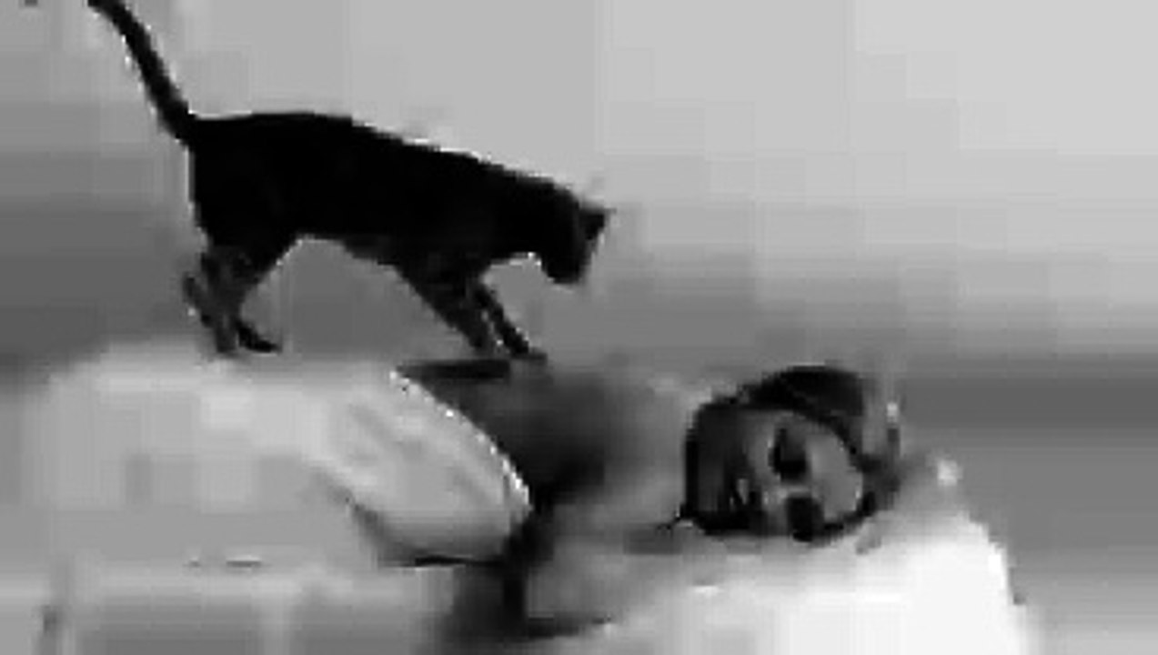 Cat Massage | Funny Cat | Catslover| Cats Club