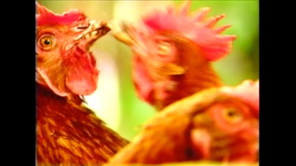 Jaú - Fernando Laszlo