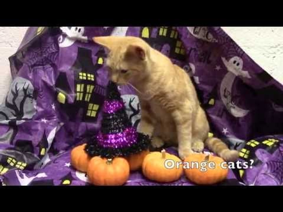 Rescue Cats Campaign for Your Vote in 2016