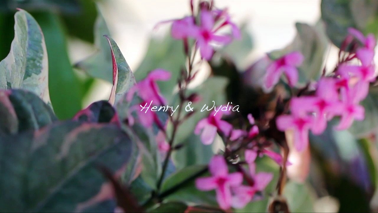 HENRY & WYDIA