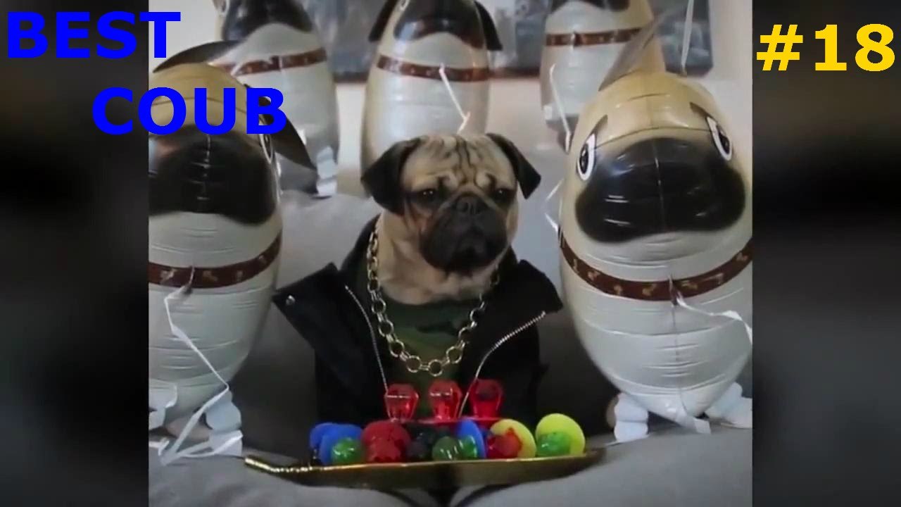 BEST COUB (VINE) #18