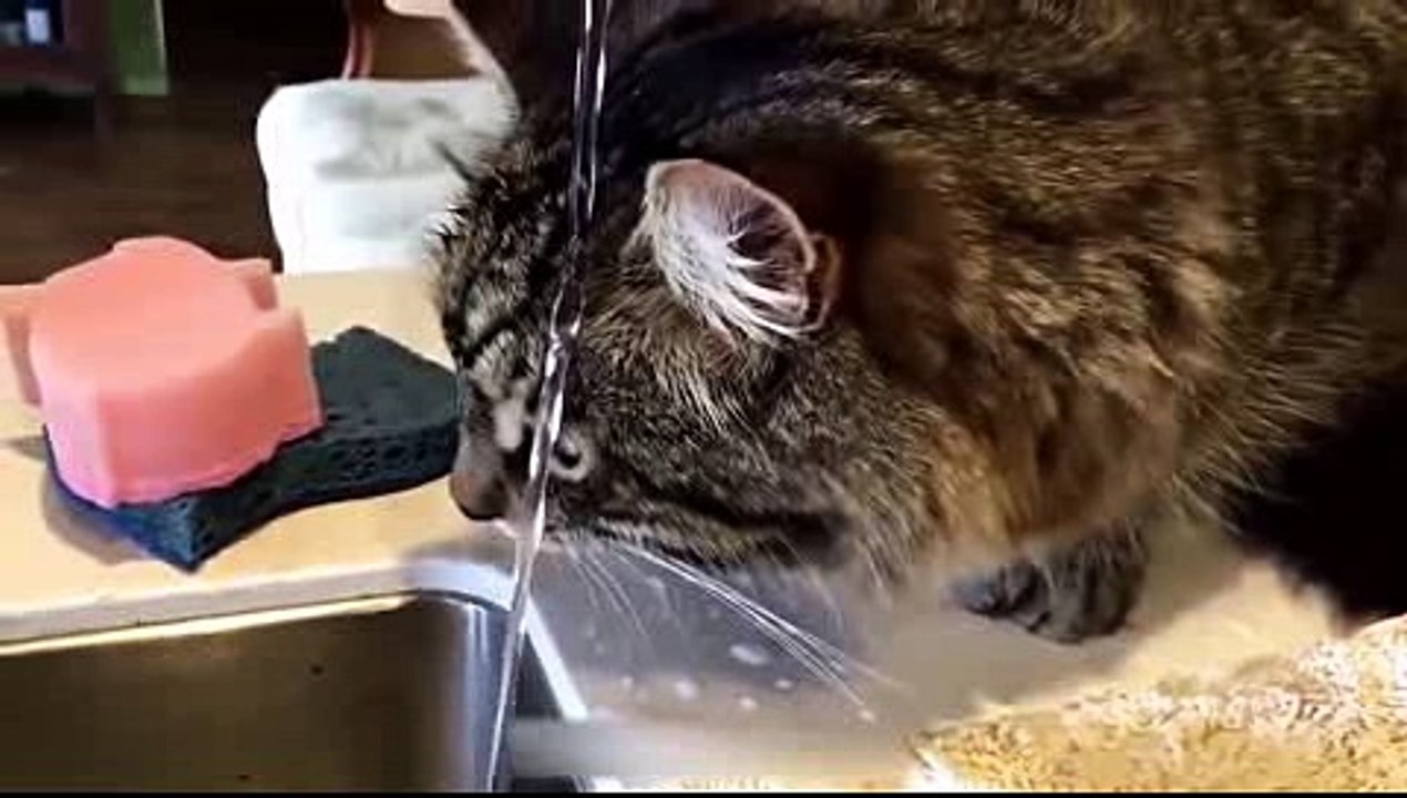 Funny Cat With Funny Dog