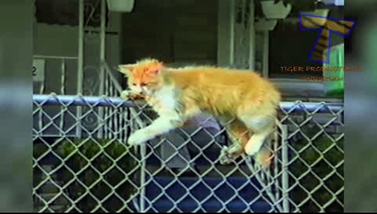 Funny Cat With Their Funny Movement