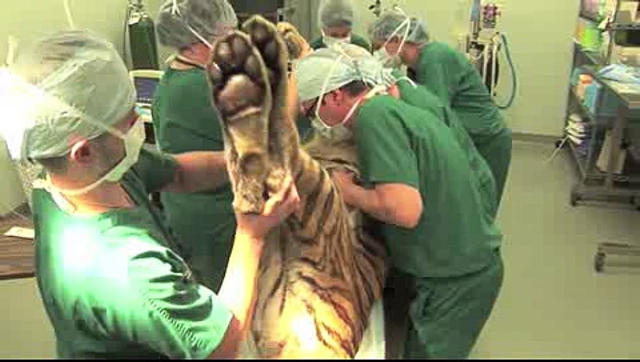 Funny Tiger with Doctor