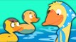 Five Little Ducks Rhyme | cinq petits canards riment | comptines pour les enfants