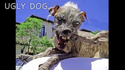 Caillou Rap Song young elmo