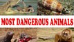 Most dangerous animals  –  top ten  world’s most dangerous animals