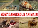 Most dangerous animals  –  top ten  world’s most dangerous animals