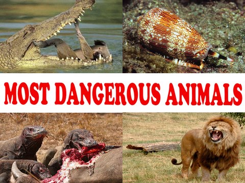 Most dangerous animals – top ten world’s most dangerous animals