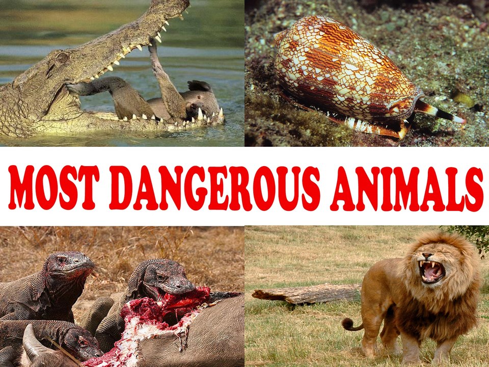 Most dangerous animals  –  top ten  world’s most dangerous animals