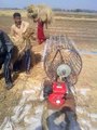 Pakistani Invention Rice Harvesting Mini Machine | MKB Media
