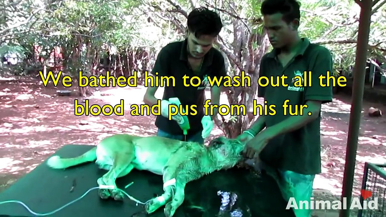 Street dog's ear devoured by flesh-eating worms, rescued