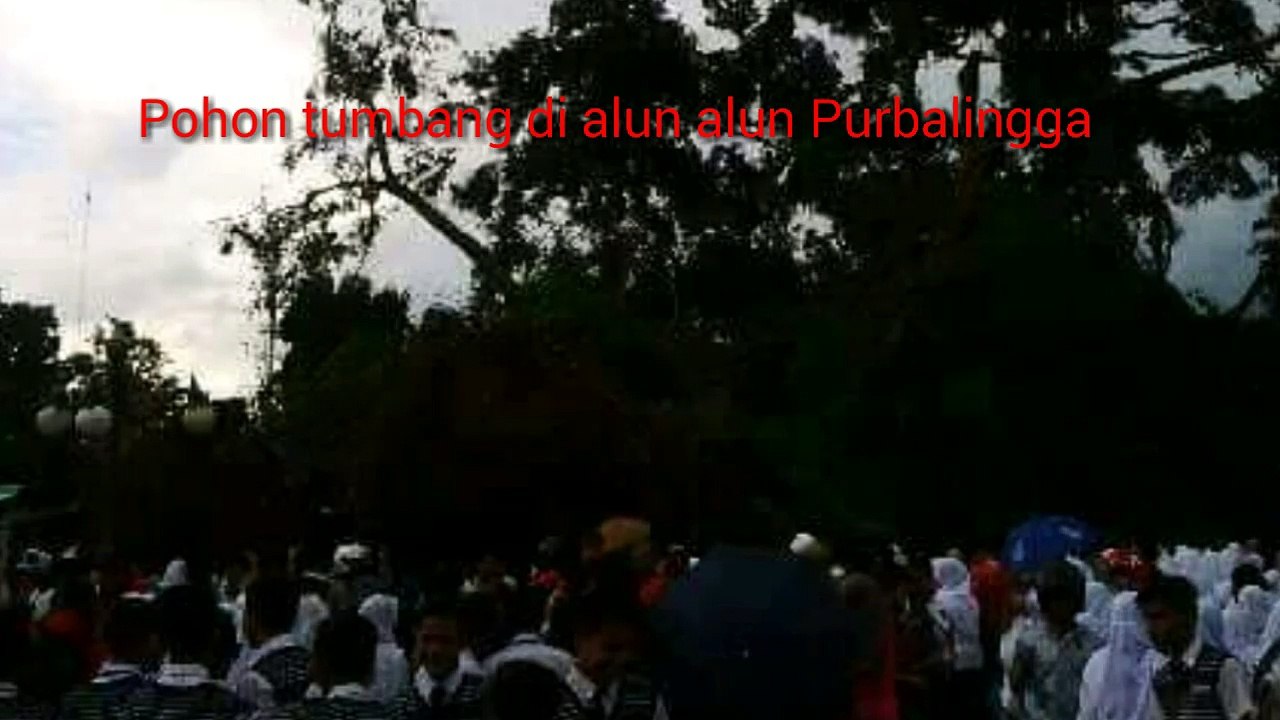 Pohon Beringin Tumbang Di Purbalingga