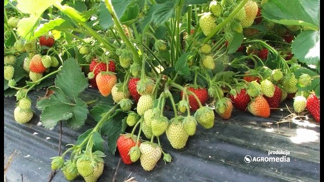 SVET POLJOPRIVREDE 475