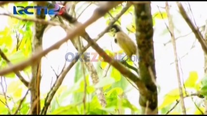 Pesona Alam Pulau Venu di Papua Barat