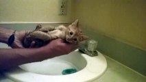 Comment laver un chaton sans l'effrayer