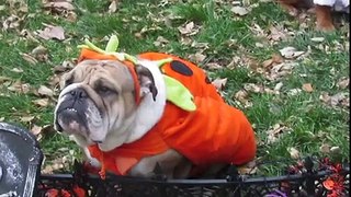 Animals celebrating Halloween very funny Must Watch