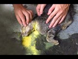 Cứu Sống Chú Mèo Sắp Chết - Save a cat which is going to die