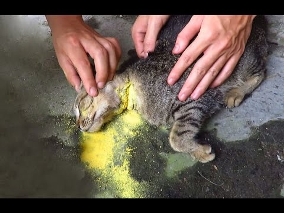 Cứu Sống Chú Mèo Sắp Chết - Save a cat which is going to die