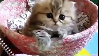 Funny Videos Compilation - Funny Cats - Funny Pranks - Funny Animals Videos - Funny Baby 2016