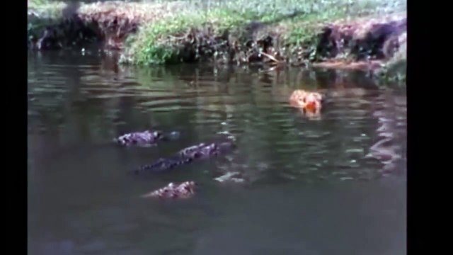 Leopard vs crocodile compilation -lion vs crocodile - Amazing moment Leopard attack crocodile