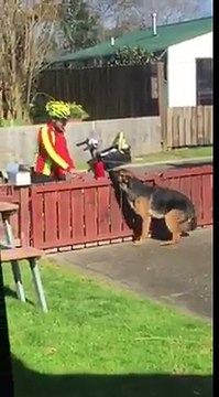 È considerato pericoloso da tutto il vicinato: Ma guardate ogni giorno come saluta il postino