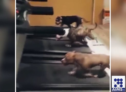 انسانوں کے بعد کتے میں جم جانے لگے یقین نہ آئے تو دیکھیں اس وڈیو میں