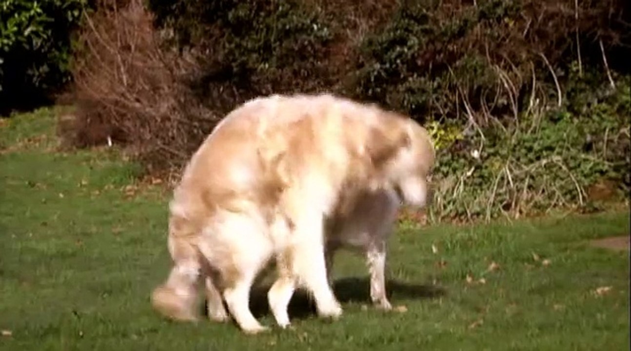 Köpeklerin Kilitlenmesinin Sorun Olmaması