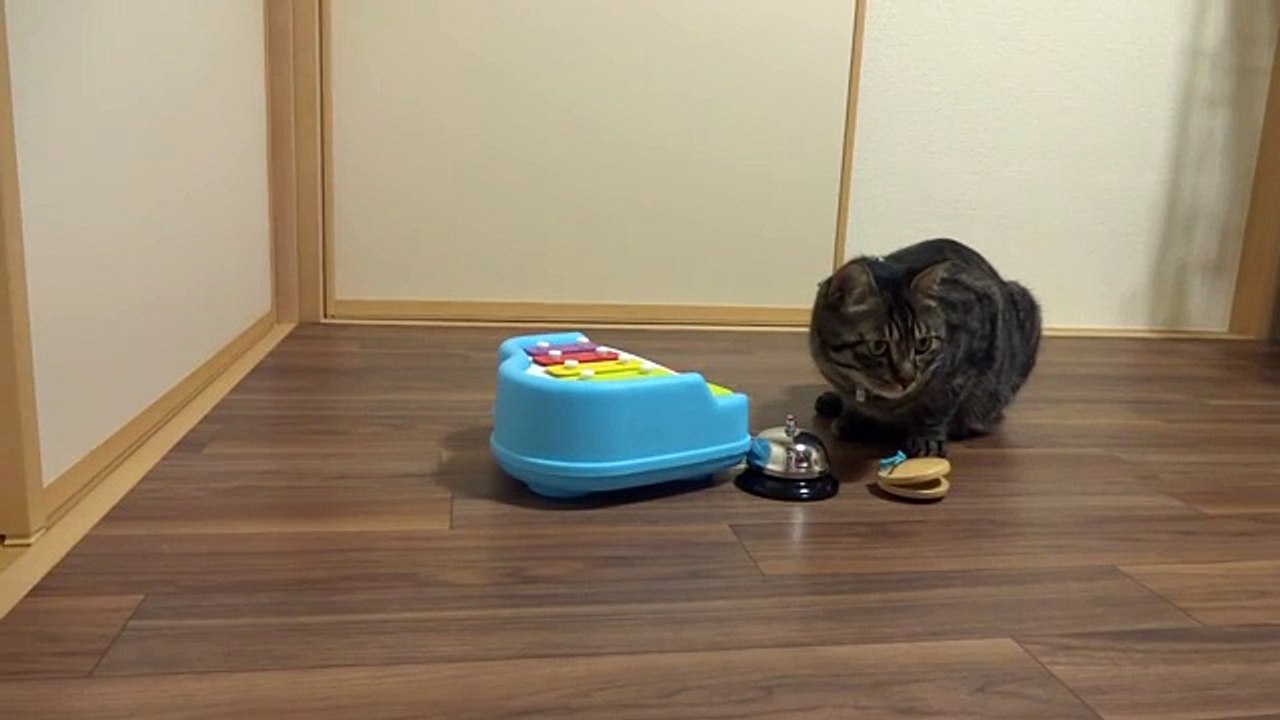 Quando Lei Inizia A Cantare Il Gatto Entra In Scena: Guardatelo Alle Prese Con Questi Strumenti!