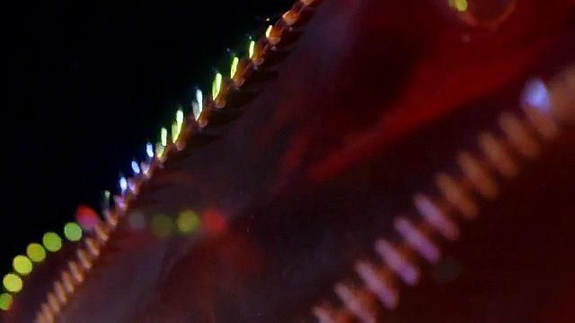 Derin Okyanus Avcıları (Altyazılı)