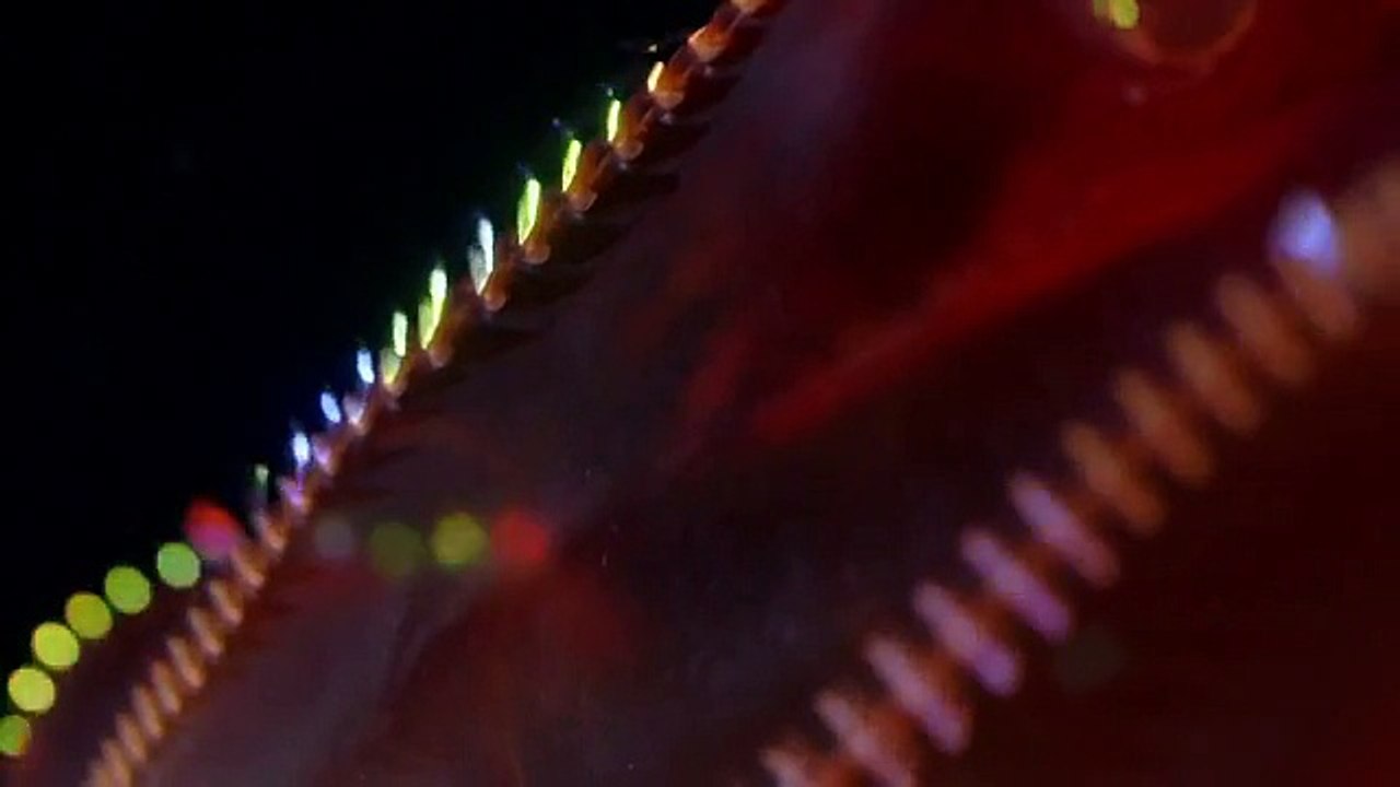 Derin Okyanus Avcıları (Altyazılı)