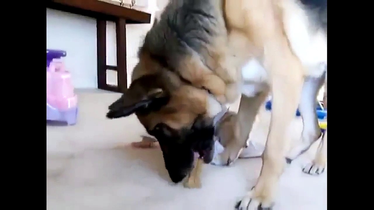 Best Funny Dogs And Children Funny Videos with your kids-D7hiCGrWtS8