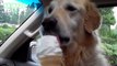 Funny Dogs Eating Ice Cream For The First Time - Funny Pets Animals
