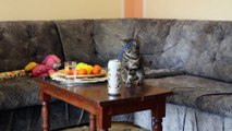 Kitten completely fascinated by drinking straw