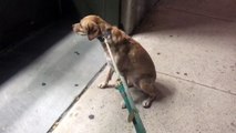 Dog upset pet store is closed, refuses to leave