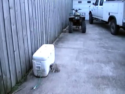 English bulldog puppy sleeping