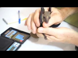 Taming Wild Bats for Photography