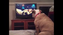 English Bulldog warns girl on TV during horror movie