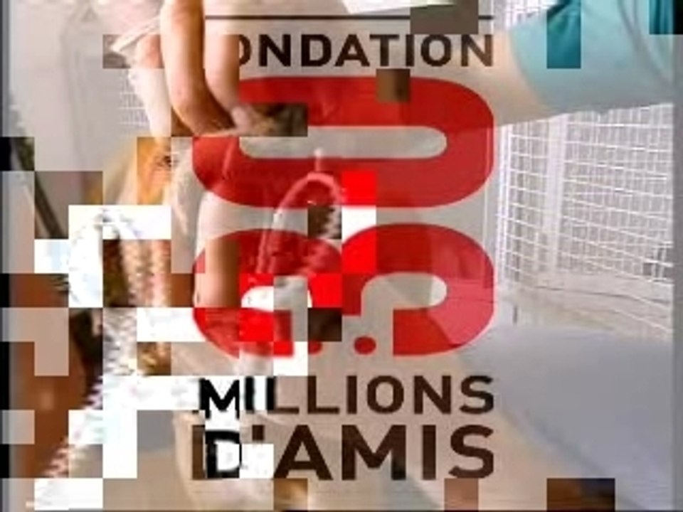 Chiens Appâts pour Requins !