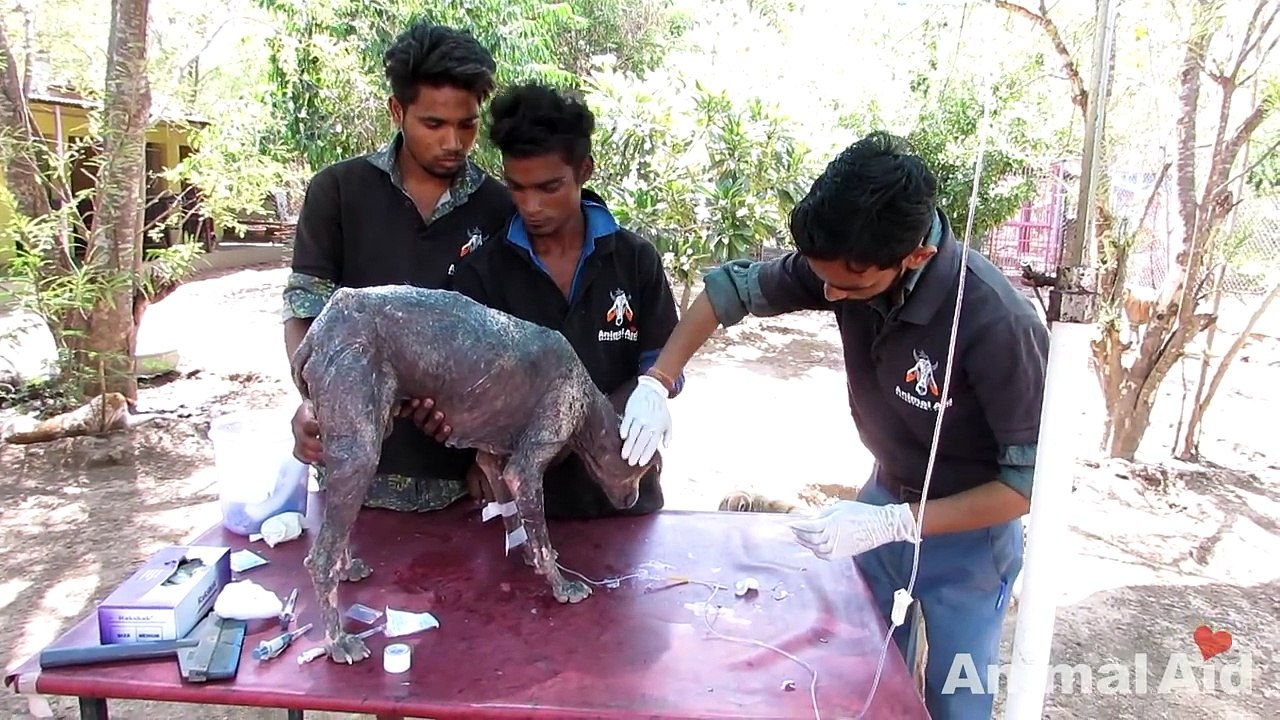 Rescue of sweetest street dog dying from mange