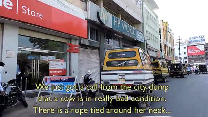 Rescuers won't give up on cow strangling at garbage dump