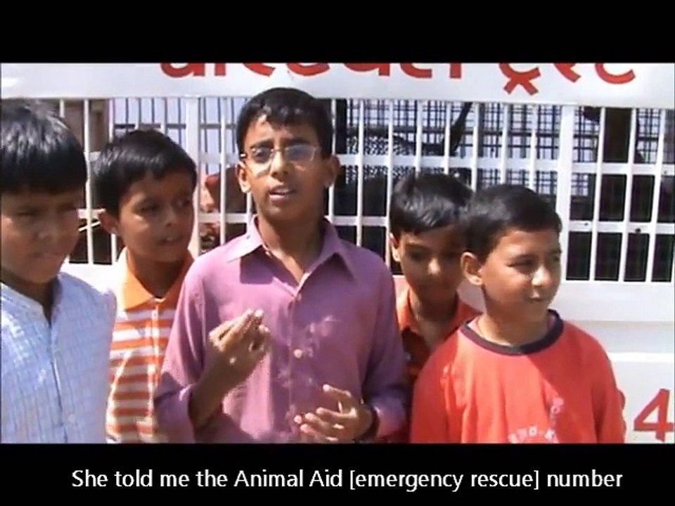 Street Animal Rescues with Animal Aid