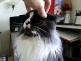 Very angry and biting cat ★ Video drole animaux