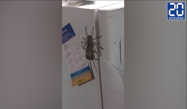L'étrange repas d'une très grosse araignée - Le rewind du mardi 25 octobre 2016.