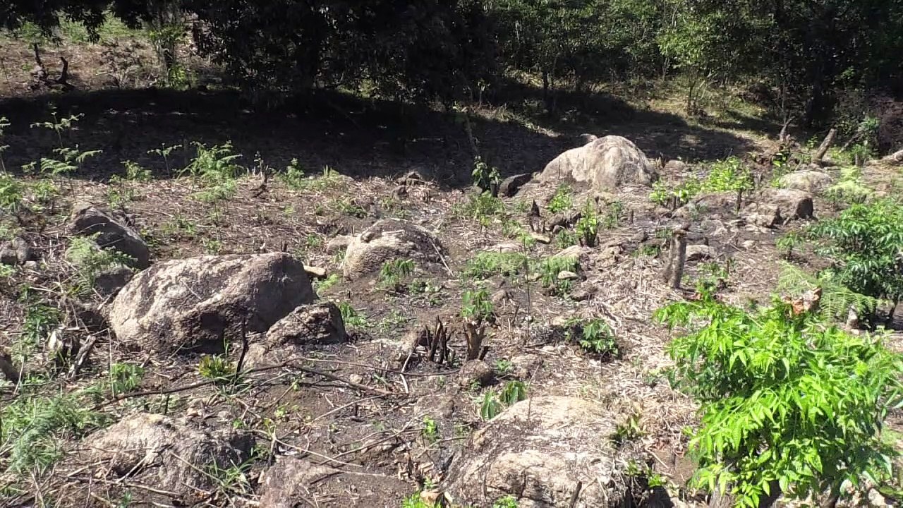Brandrodung zerstört Umwelt in Madagaskar
