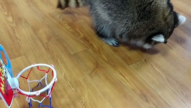 Pet raccoon slam dunks basketball in hoop