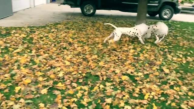 Rare white-spotted lions captured on camera