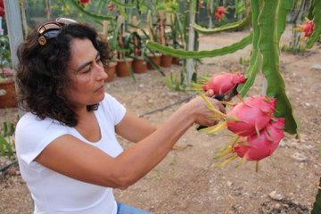 Mersin'de Ejder Meyvesi Mucizesi! Beklenenden Fazla Ürün Verdi