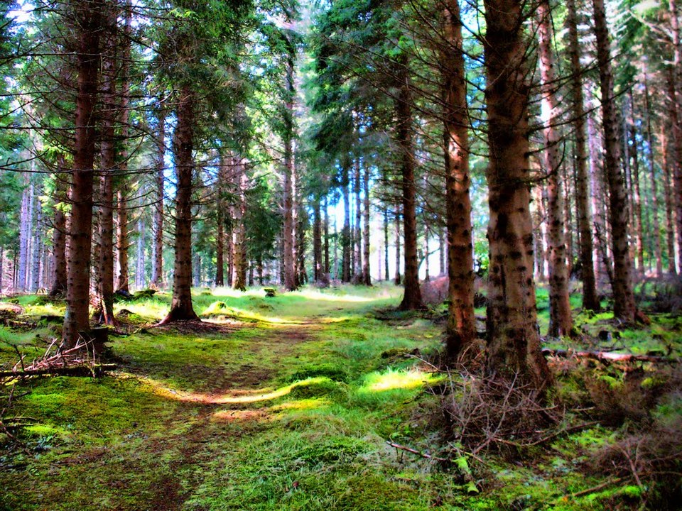 Scottish Highlands Forests